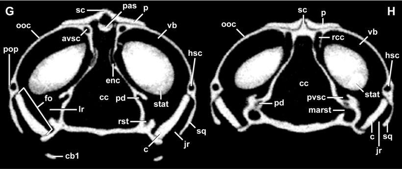 CRANIAL ANATOMY OF D. ZARUDNYI 73 Fig. 2. Diplometopon zarudnyi (FMNH 64429). Selected transverse (Tra) HRXCT slices.