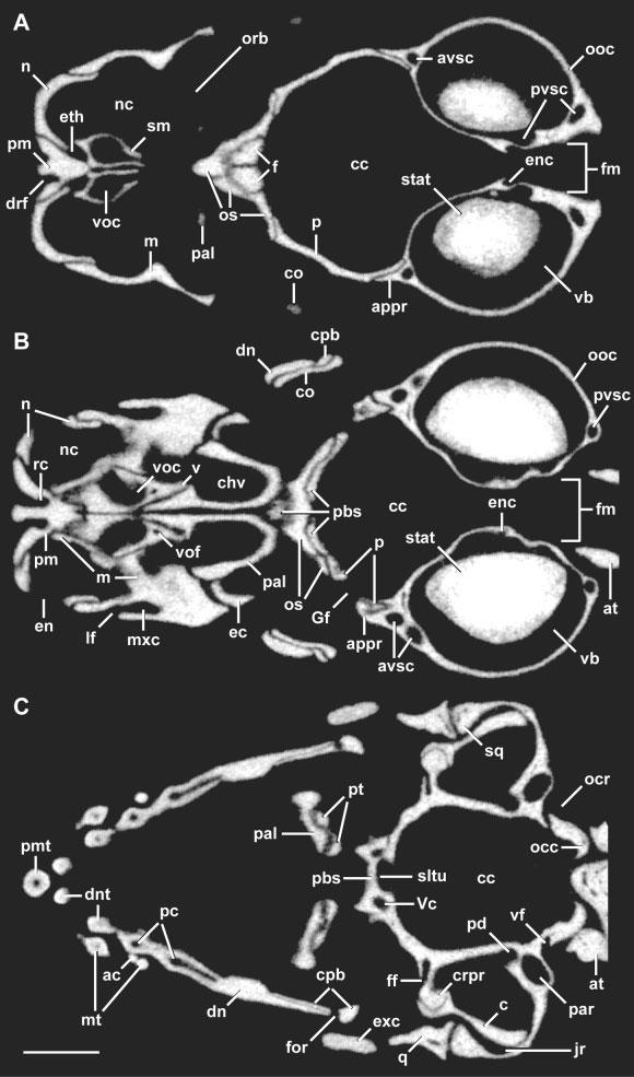CRANIAL ANATOMY OF D. ZARUDNYI 75 Fig. 4. Diplometopon zarudnyi (FMNH 64429). Selected frontal (Fro) HRXCT slices. A: Fro 107, B: Fro 132, C: Fro 178. Scale bar 1 mm.
