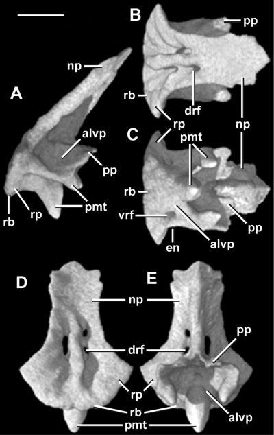 78 J.A. MAISANO ET AL. Fig. 6. Premaxilla in (A) lateral, (B) dorsal, (C) ventral, (D) anterior, and (E) posterior views. Anterior to left in A C. Scale bar 1 mm.