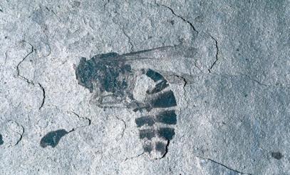 Arthropods - Insects One of the world's best locations for fossil