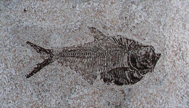 Fishes The Eocene Green River Formation in Wyoming contains