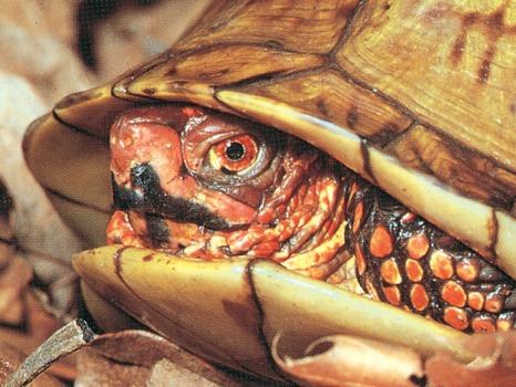 The turtle lineage dates back to Late Permian. Turtles have no teeth.