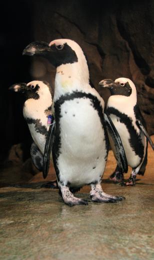 Georgia Aquarium is a participating member of the African penguin Species Survival Plan (SSP), which provides breeding pair recommendations for participating institutions by the Association of Zoos