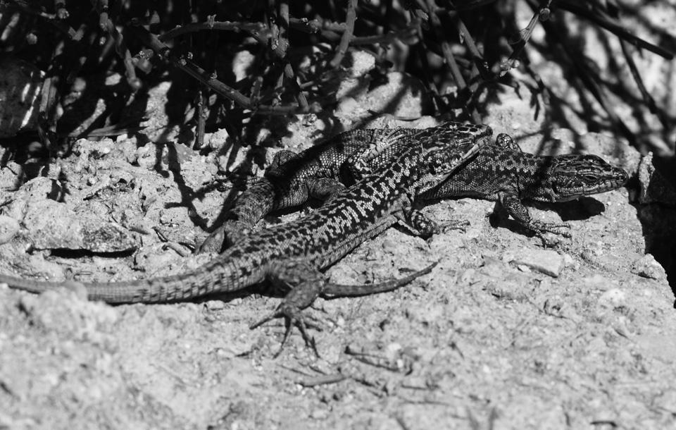 64 Reproductive Biology and Phylogeny of Lizards and Tuatara Fig. 3.5 Effects of manipulation of substrate scent-marks with pheromones on density of Iberian rock lizards (Iberolacerta cyreni).