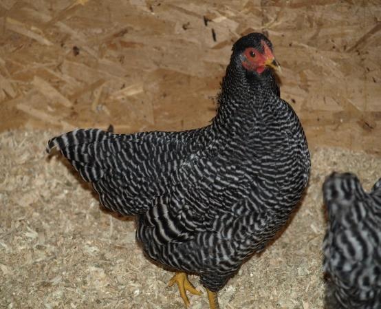Barred Plymouth Rock Developed in England, the Barred Rock bantam is very popular. Like its larger counterpart, this bantam is a good layer.