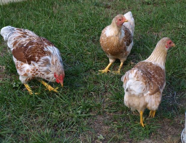 Bantams - Feather Legged Brahma Brahma bantams are nicely colored docile birds; the Brahma hen makes a good broody; this breed can withstand cold temperatures quite well.