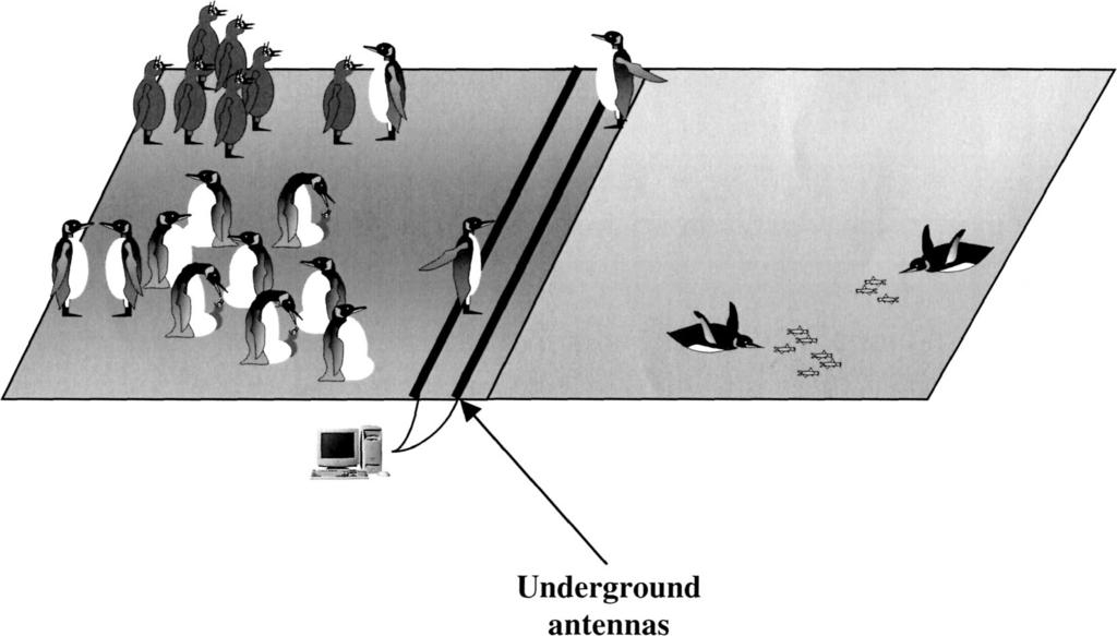 Vol. 76, No. 2 Using Transponders With Penguins 139 Fig. 1. Schematic description of the automatic identification system.