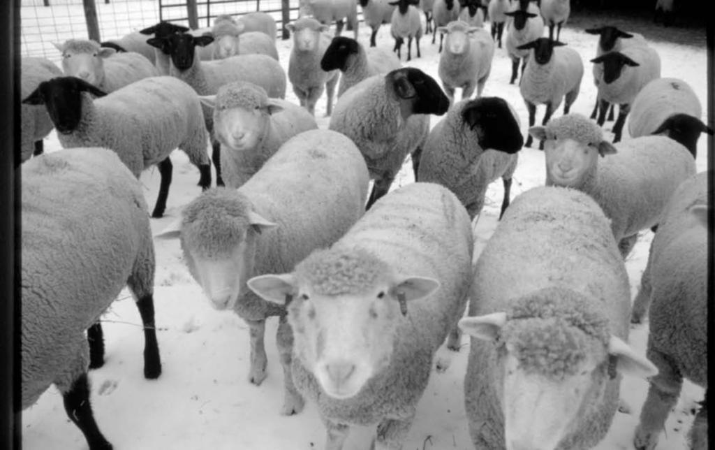 To the Member After you have made the decision to take a sheep project, it is important that you know what type of animal you are looking for, how to feed it, diseases it may have, management