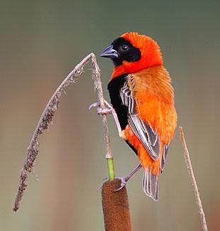 Southern Red Bishop Euplectes orix (genus = Beautiful weave in Greek) This is the most common small bird in nearly all wetlands, especially of reed-beds.