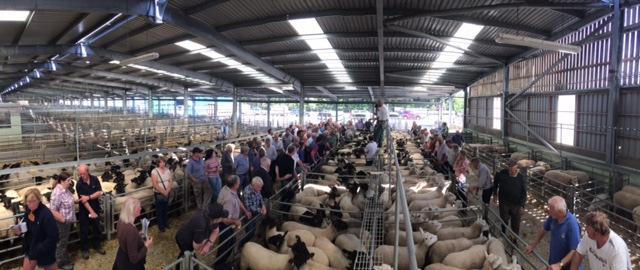 SHREWSBURY AUCTION CENTRE TUESDAY 26TH SEPTEMBER 2017 A CATALOGUE SALE OF 1600 BREEDING EWES BREEDING RAMS, STORE LAMBS AND EWE LAMBS TO INCLUDE A GENUINE FLOCK DISPERSAL SALE FROM LONGSWOOD FARMS