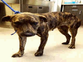 Old Female 05/20/16 05/20/16 AVAILABLE A256473 Br Brindle Pit Bull/Mix