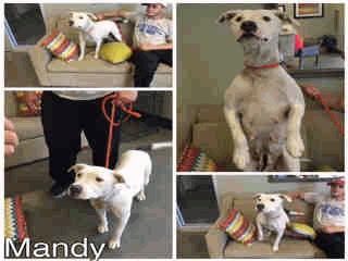 AVAILABLE A256656 White/Gray Pit Bull/Mix ADOPT Z-40 Princess - 1 Year 7