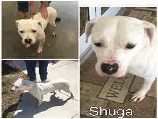 VER STRAY Total = 27 Intake Due Out Dogs Total = 2 ADOPT Z-18 Shuga - No Age Old Female 05/06/16 05/06/16 AVAILABLE A256316 White Amer Bulldog ADOPT Z-34 Dyno - 2 Years Old Male 05/09/15 05/14/16