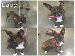 05/19/16 05/25/16 AVAILABLE A256457 Brown/Br