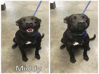 Male 06/01/16 AVAILABLE A256570 Black/White