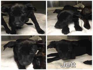 PUPPYSPA-3 Jett - 2 Months Old Female STRAY WAIT A256694 Black Labrador Retr/Mix PUPPYSPA-4 Joan - 2 Months Old Female STRAY WAIT A256695 Br Brindle Labrador Retr/Mix QUAR.