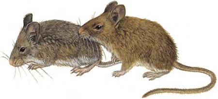 Northern Pygmy Mouse (Baiomys taylori) FAMILY: Cricetidae Northern Pygmy Mice are the smallest rodents in North America.