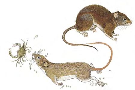 Marsh Rice Rat (Oryzomys palustris) FAMILY: Cricetidae Marsh rice rats are among the most common mammals inhabiting tidal marshes of the Gulf and Atlantic coasts.