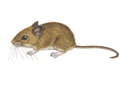 White-footed Deermouse (Peromyscus leucopus) FAMILY: Cricetidae The White-footed Deermouse has a very wide distribution.
