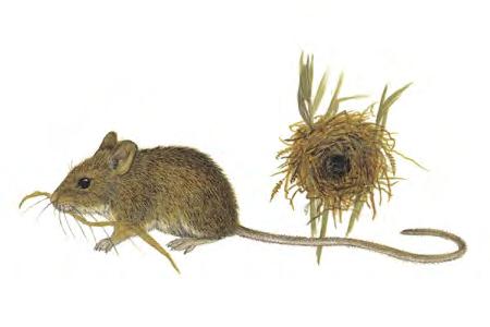 Fulvous Harvest Mouse (Reithrodontomys fulvescens) FAMILY: Cricetidae The fulvous Harvest Mouse is a nocturnal species that lives in grassy fields where there are shrubs.