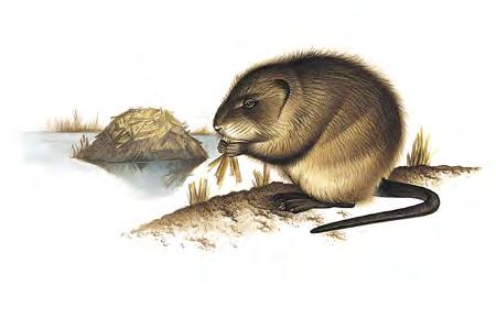Common Muskrat (Ondatra zibethicus) FAMILY: Cricetidae Common Muskrats, so-called for their odor, which is especially evident during the breeding season, are highly successful semi-aquatic rodents.