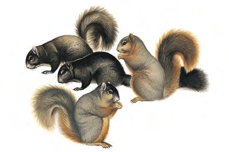 Eastern Fox Squirrel (Sciurus niger) FAMILY: Sciuridae Eastern Fox Squirrels have long, foxtail-like tails, which they flick when they are excited.