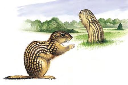 Thirteen-lined Ground Squirrel (Ictidomys tridecemlineatus) FAMILY: Sciuridae Thirteen-lined Ground Squirrels are often seen standing on their hind legs on roadsides or other places where grass is