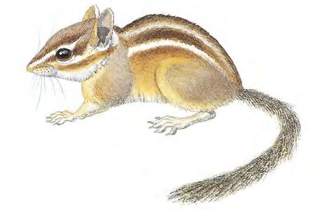 Gray-footed Chipmunk (Tamias canipes) FAMILY: Sciuridae Gray-footed chipmunks are shy and more often heard than seen.