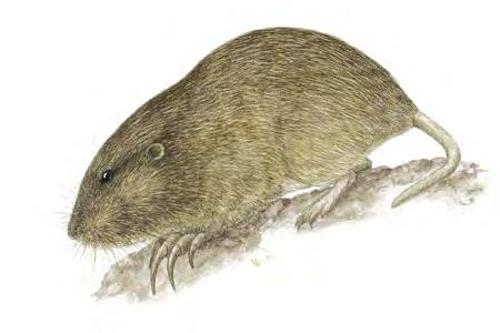 Texas Pocket Gopher (Geomys personatus) FAMILY: Geomyidae Only soils with low percentages of silt, clay, and gravel will do for the Texas Pocket Gopher, so many of its populations are isolated from