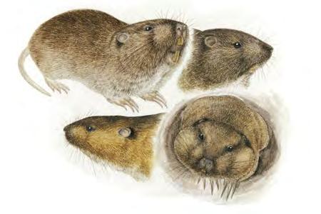 Botta's Pocket Gopher (Thomomys bottae) FAMILY: Geomyidae Pocket gophers dig with their front claws and with their teeth.