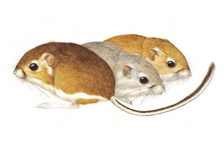 Gulf Coast Kangaroo Rat (Dipodomys compactus) FAMILY: Heteromyidae Gulf Coast Kangaroo Rats are confined to barrier islands of northeastern Mexico and southern Texas and the nearby Texas mainland.