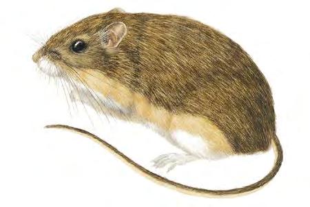 Hispid Pocket Mouse (Chaetodipus hispidus) FAMILY: Heteromyidae "Hispid" refers to the coarseness of this pocket mouse's fur.
