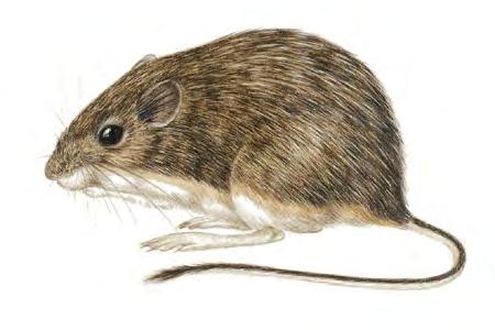 Mexican Spiny Pocket Mouse (Liomys irroratus) FAMILY: Heteromyidae The Mexican Spiny Pocket Mouse occurs in central and northeastern Mexico and the extreme south of Texas.