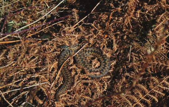 Male adder basking in the sun On the plus side though, was the discovery of a new adder site in the Woolhope Dome by a surveyor.