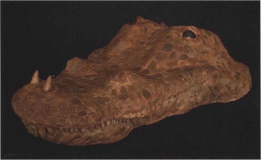 FIGURE 4. Restoration of the skull of Nigerpeton ricqlesi Sidor et al., 2005. With the courtesy of Franck Limon Duparcmeur, sculptor.