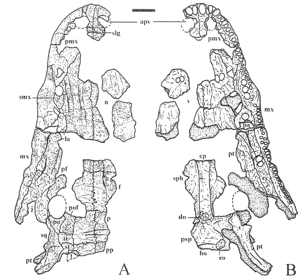 FIGURE 2. Referred specimen of Nigerpeton ricqlesi Sidor et al., 2005 (MNN MOR70): interpretive drawings of dorsal (A) and ventral (B) views (ventral surface of the skull roof is shaded grey).