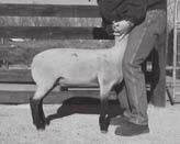 (Figure 3). Lambs recognize pressure applied by the showman s hands as it mimics the pressure of the halter. When lambs lead with ease, halters will no longer be necessary.