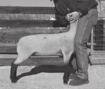 Though the halter places the showman on the left side of the animal most commonly considered the show side a situation could arise in the show ring that will require leading the lamb