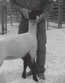 A B C D E Figure 5. Correct hand, knee, and feet placement by the showman is critical to effectively brace a lamb.