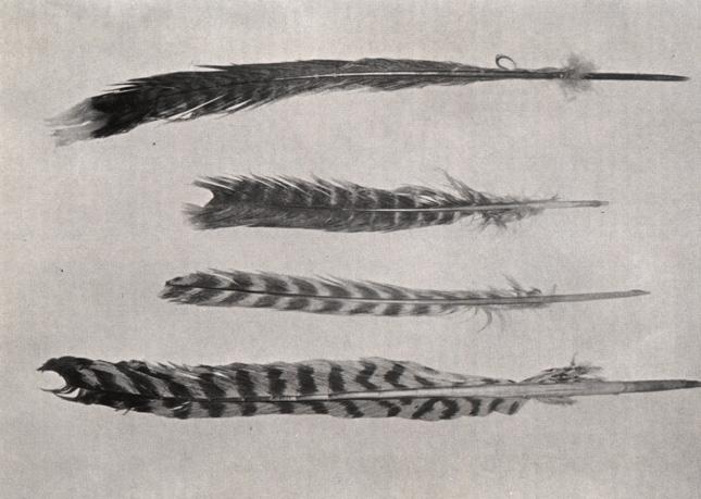 Archaeological Evidence for Turkey Use Feather Robe Sand Dune Cave, AZ Long house, Mesa Verde, CO The first evidence for turkey use begins in the Basketmaker II Phase, a period when the Ancestral