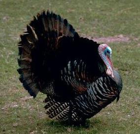 The large blue section is the range of the Eastern wild turkey, which inhabits roughly the eastern half of the US.
