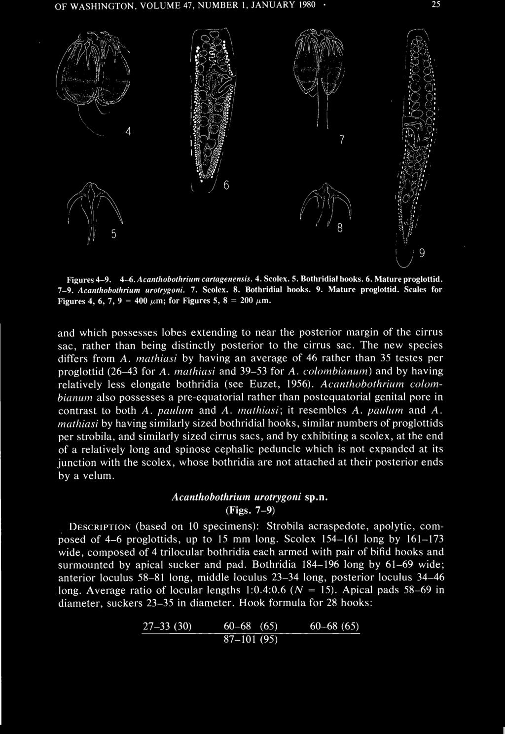 Acanthobothrium urotrygoni sp.n. (Figs. 7-9) DESCRIPTION (based on 10 specimens): Strobila acraspedote, apolytic, composed of 4-6 proglottids, up to 15 mm long.