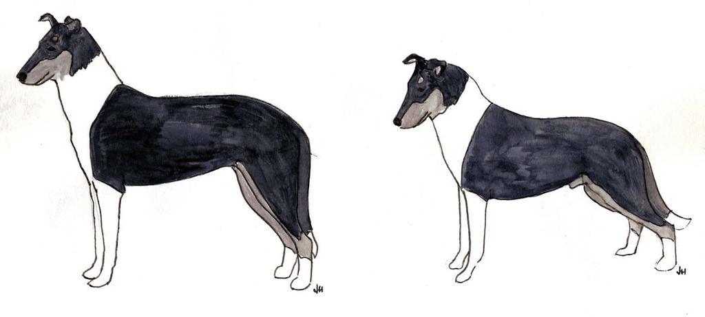 Figure 19 - Incorrect Collie profiles Left too straight in front, too long in