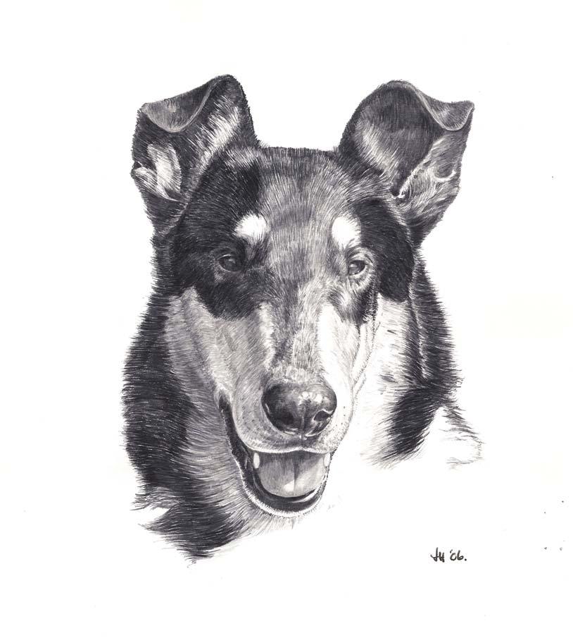 HEAD AND SKULL Figure 1 - an example of correct head and expression Head properties of great importance, must be considered in proportion to the size of dog.