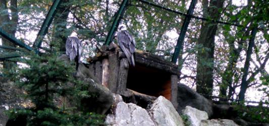 On the top of the cliff there is installed a wooden cave, where a single nest is located.