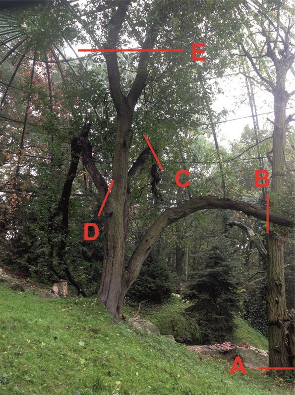 For giving the birds additional roosting places, we suggest remodelling the 10m high green tree: Firstly cut the dry tree completely (picture 8, A) for avoid collisions.