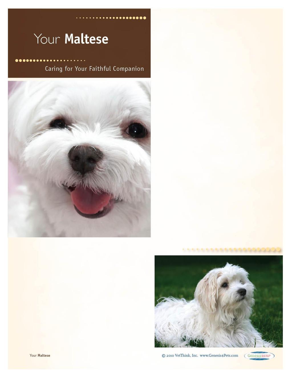Maltese: What a Unique Breed! Your dog is special! She s your best friend and companion and a source of unconditional love.