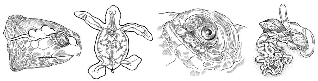 org The Antomy of Se Turtles Jenette Wyneken, Ph.D.
