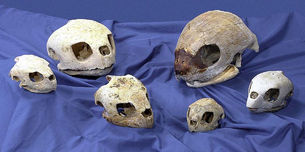Close this window to return to previous pge or go to www.ivis.org f e d c Fig. 45. Skulls of ll the species found in US wters.
