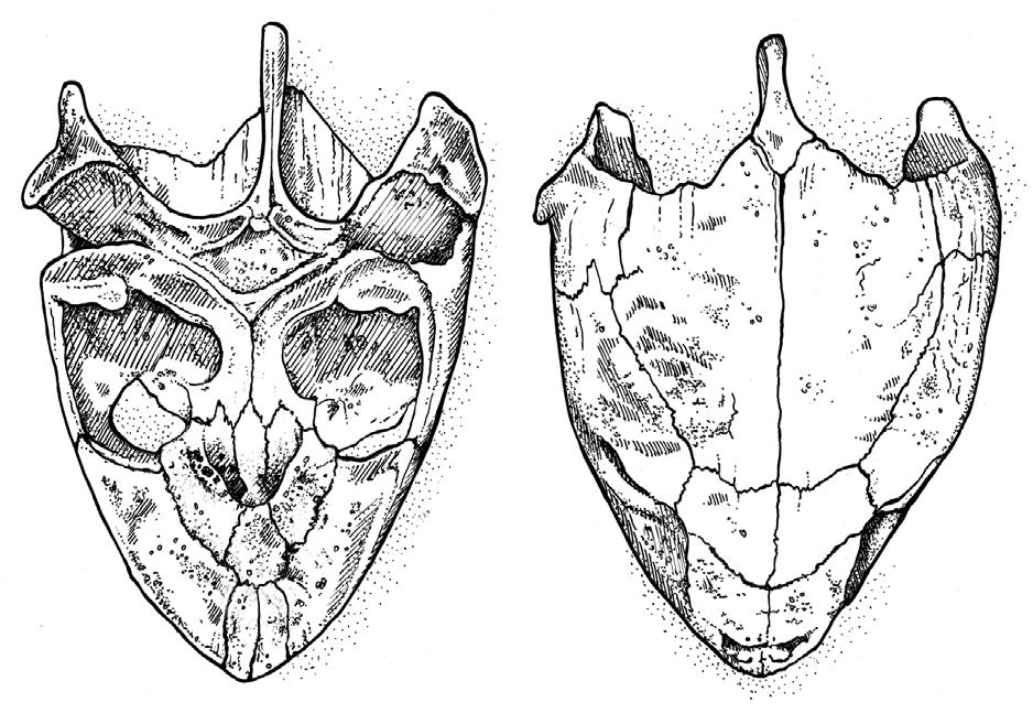 The prietl notches re well developed (Fig. 36). The snout tpers nterior to the orits. The jws re shped like wide curved V nd there is reltively long secondry plte.